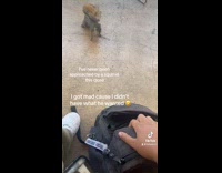Collab Clips MPUGC - Woman gives squirrel beef jerky gets rejected 