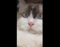 Brown cat expectations vs reality blue eyes 