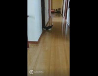 Puppy runs for fetch with yellow ball 