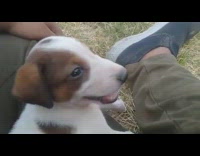 Guy sits on grass with yawning puppy 