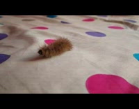 Brown caterpillar bug crawls across white blanket 
