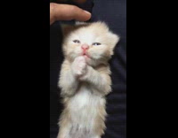 Newborn brown white kitten lays rubs face  