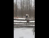 Dalmatian Jumps Snow Covered Wooden Fence