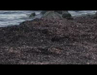 Large pile of seaweed on the shore