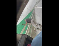 Taxi driver stops to get scrap metal 