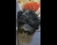 Dog bites air blown by fan