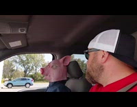 Man makes joke with pig man passenger