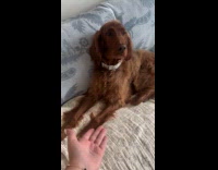 Woman does paw trend with dog 