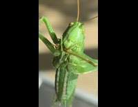 Grasshopper close up while it climbs the glass window