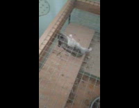 Hamster in cage hang ceiling net fence