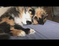 Cat stops grooming covers face with paw