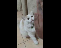 Brown white cat bites hand green collar