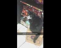 Bodega cat stares down camera 