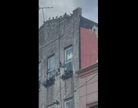 Pigeons surround two apartment windows 