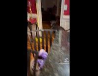 Dog takes away food from the table