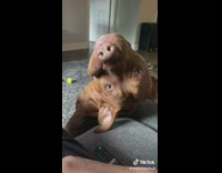 Collab BitchIG2 - Brown pitbull dog turns around after scratch