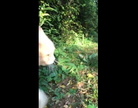 Two cats meowing at each other talking on grass