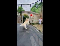 Dog cant catch ball because of trampoline net