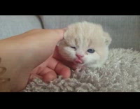 Newborn brown white kitten grey couch 