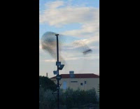 Flock of birds migrate formation on the air