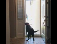 black dog hugs man who comes thru door