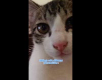 Submitter shows two cats with different personalities