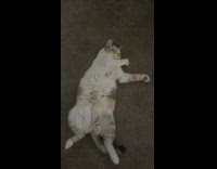 Cat lays on back brown carpet stomach 
