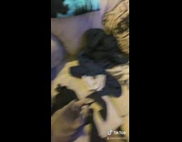 Grey cat snatches laundry from guy couch 