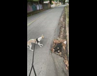 Dog amused with black cat wall painting