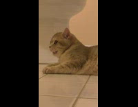 Cat lay on toilet floor mouth breath