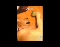 Collab dogIG_default - Dog lie down play with tennis ball through the years