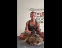 Man roughly spanks butt of gray cat