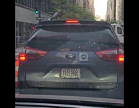 Pigeon rides car strolls around the street