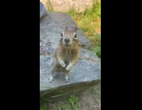 Submitter sharing food with chipmunks at park