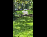 White inflatable polar bear in central park