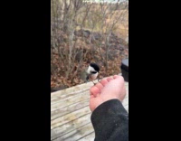 Man films cute chikadees feed bird seeds