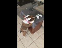 Dog steals knife from table and chases guy with knife in its mouth