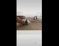 Panda cake joey bored in the house 