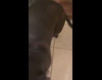 Dog got huge block of ice from yard