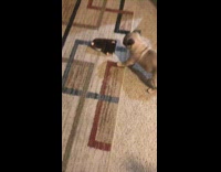 Pug knock over run bark stuffed toy