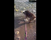 Pet dog pulled out a rock on the beach shore