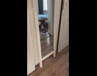 dog stands in doorway hand opens treat