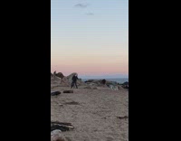 Dog catch frisbee beach sunset video shoot