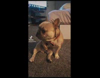 Collab BitchIG2 - French bulldog sitting upright touches genitals 