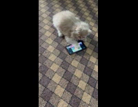 Young girl let kitten watch on phone