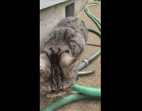 Cat walks along hose 