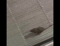 Rat runs up escalator going opposite direction and makes it to the top