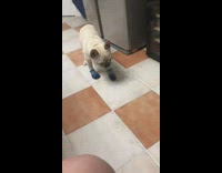 Dog that wear blue shoes walks funny