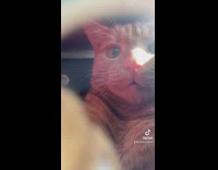 Orange cat laying and sitting inside of storage box on white shelf