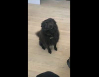 Collab BitchMP - Smudgy the dog reacts to hungry